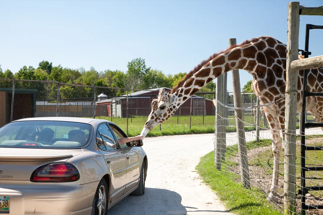 African Safari Wildlife Park