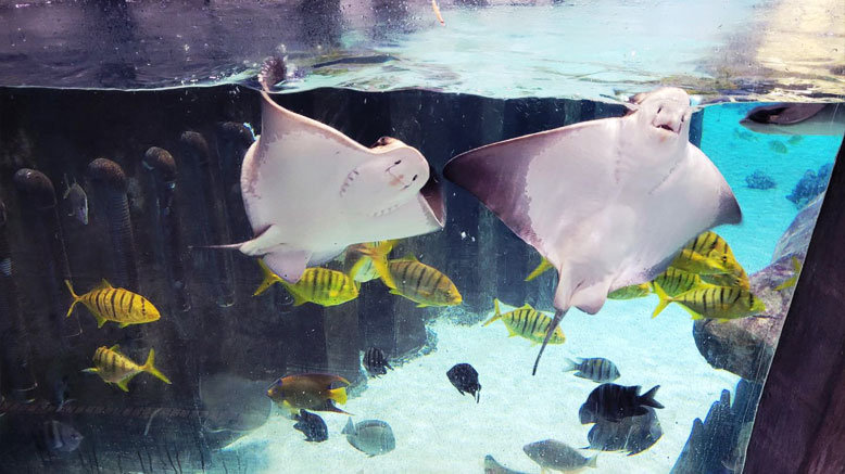 Houston Interactive Aquarium & Animal Preserve