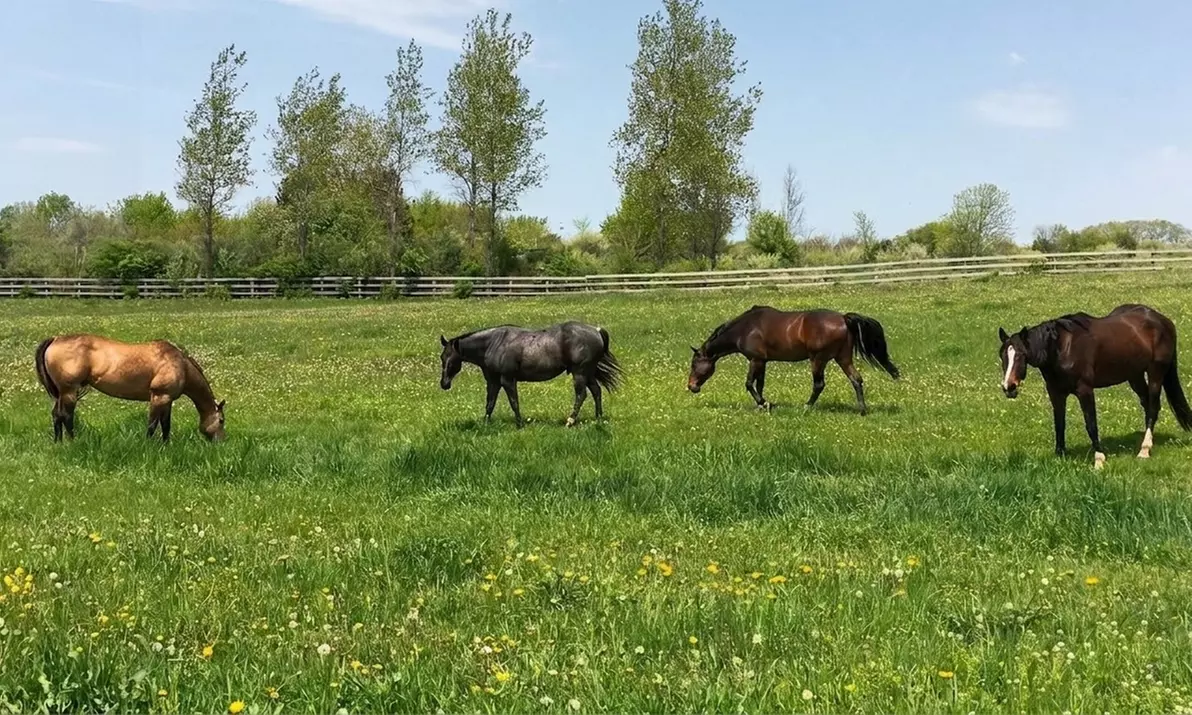 Fine Line Sporthorses
